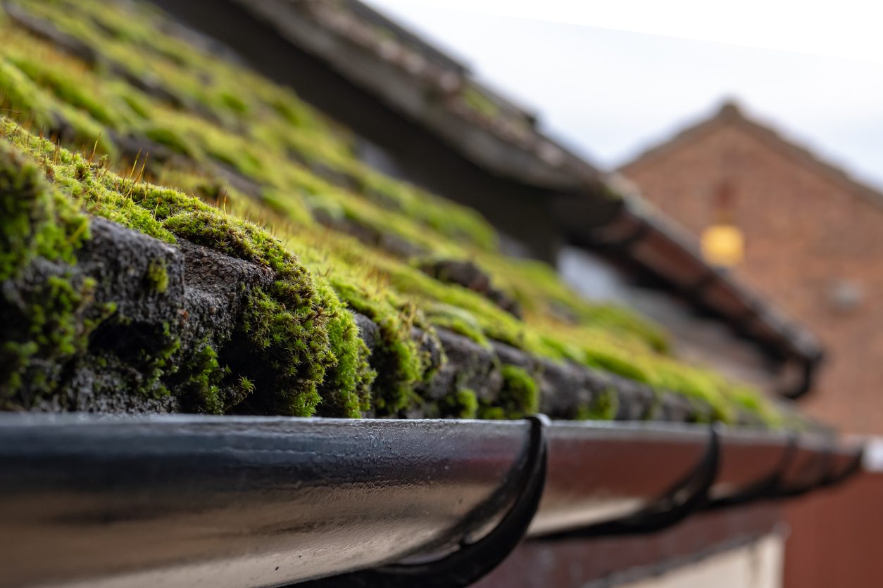 Roof Safety Tips: What Every Homeowner Needs to Know Before DIY Checks